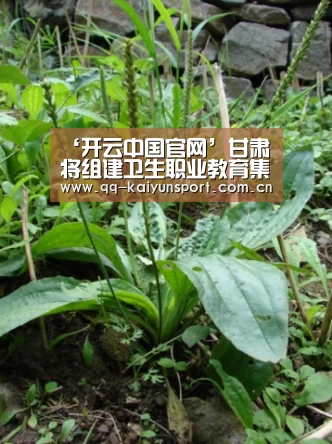 ‘开云中国官网’甘肃将组建卫生职业教育集团(图3) 开云官方平台